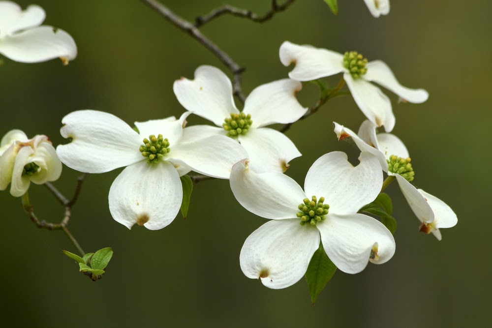 dogwood2Bflowers