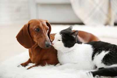 dog2Band2Bcat